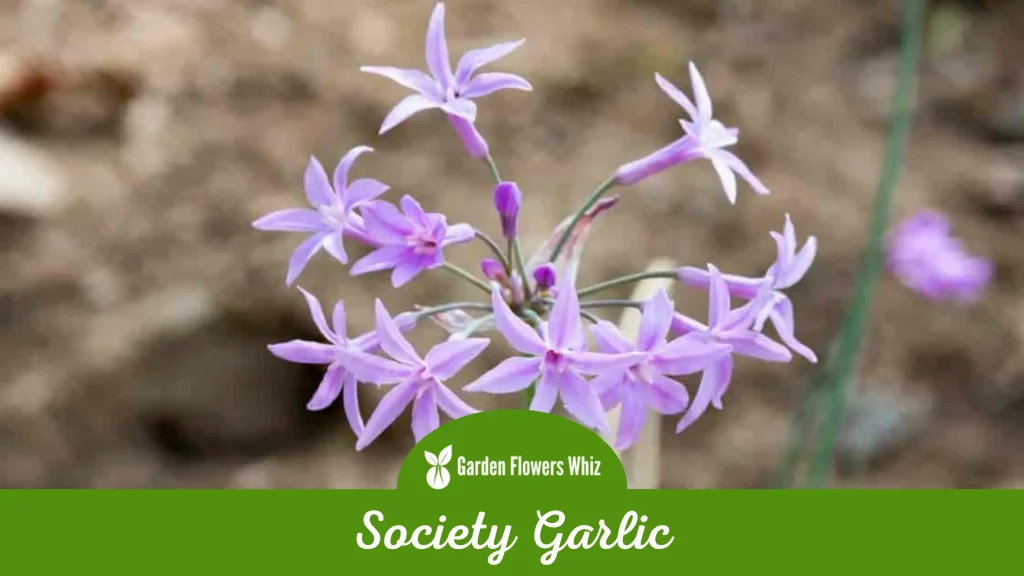 society garlic flower