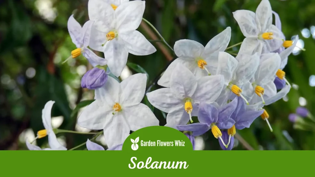 solanum flower