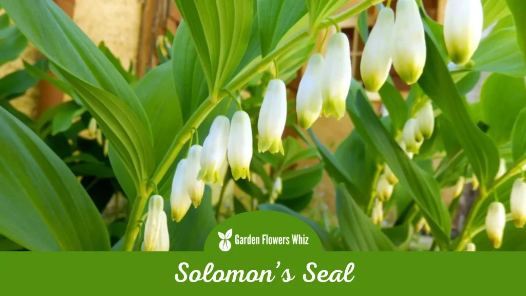 solomons seal flower