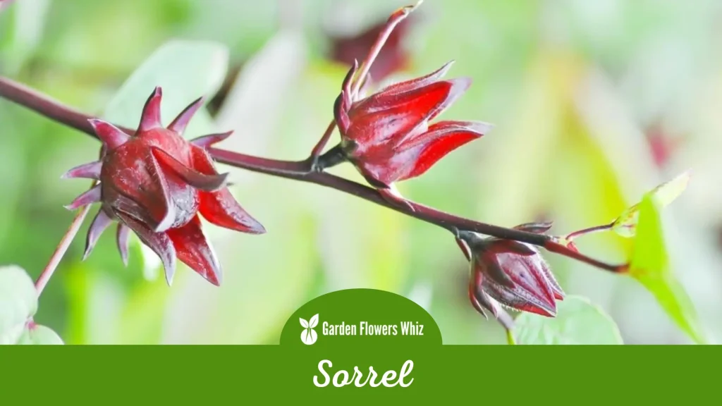 sorrel flower