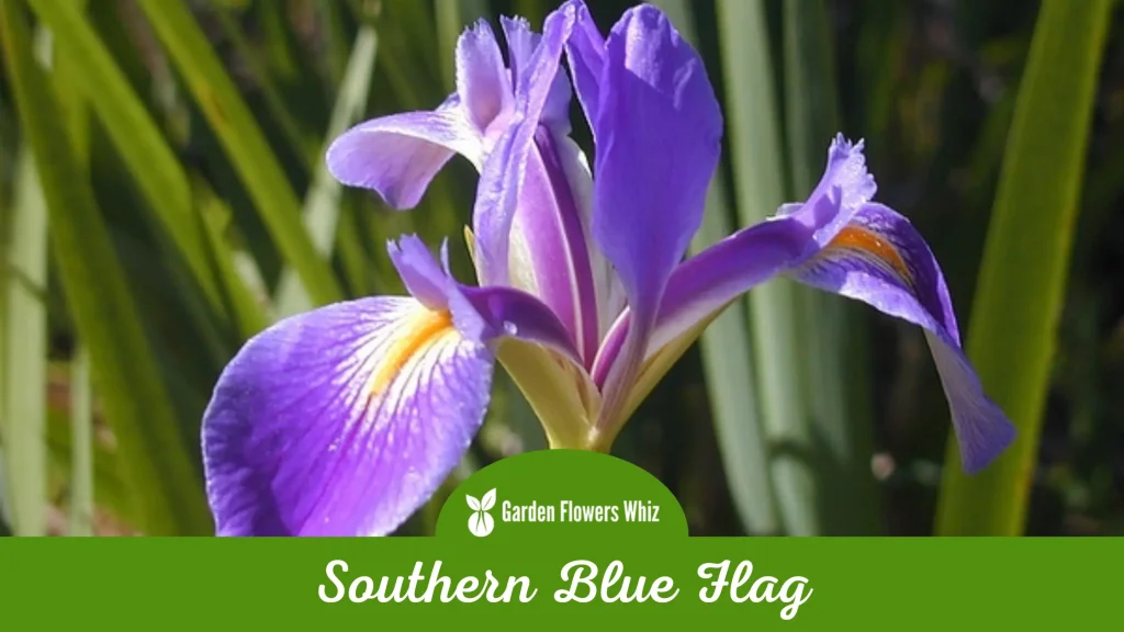 southern blue flag flower