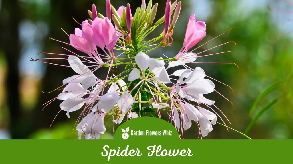 spider flower