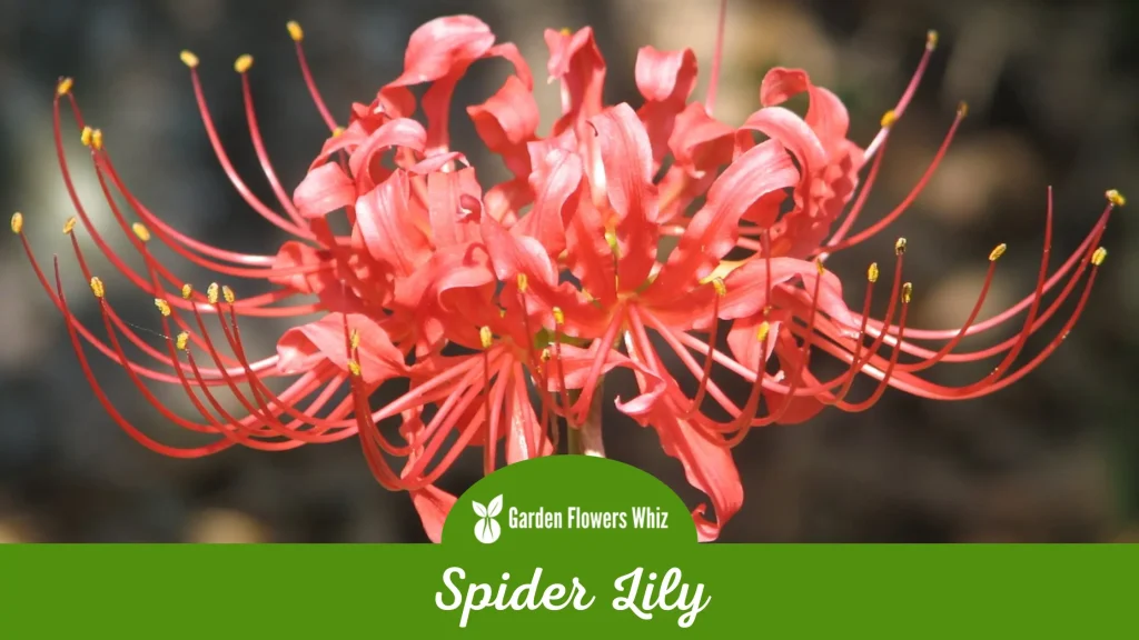 spider lily flower