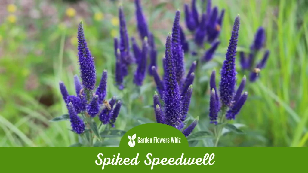 spiked speedwell flower