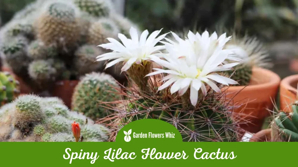 spiny lilac flower cactus flower