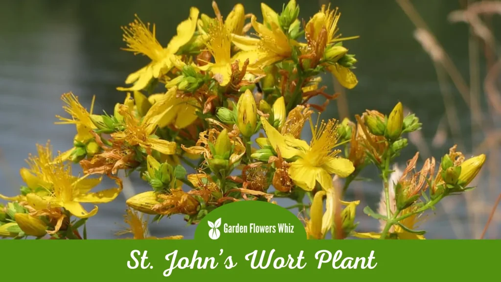 st johns wort plant