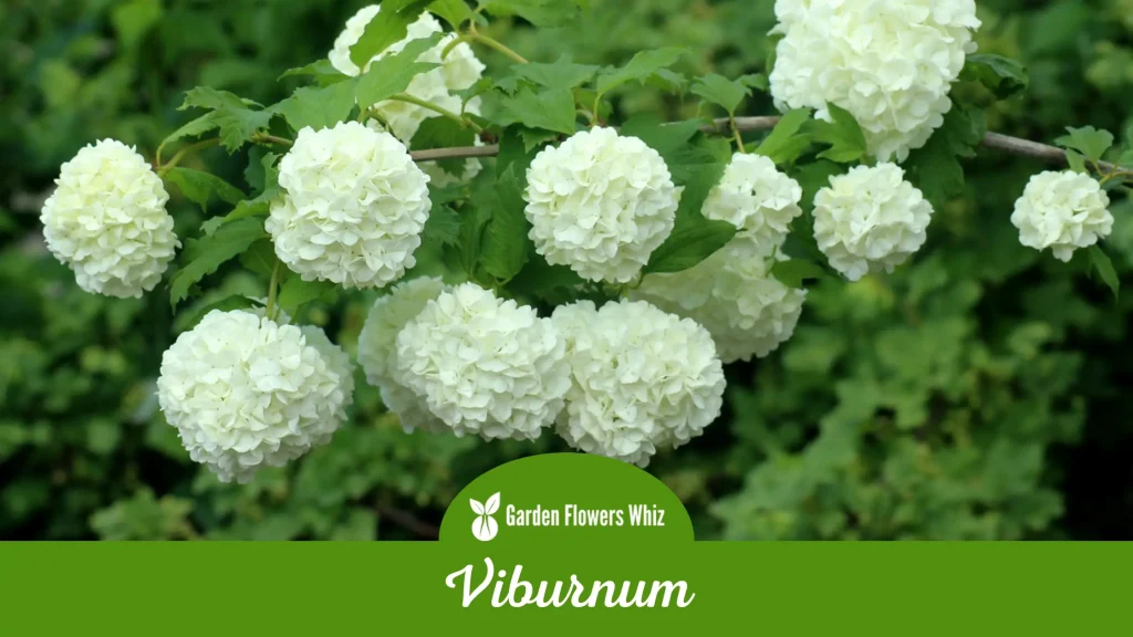 viburnum flower