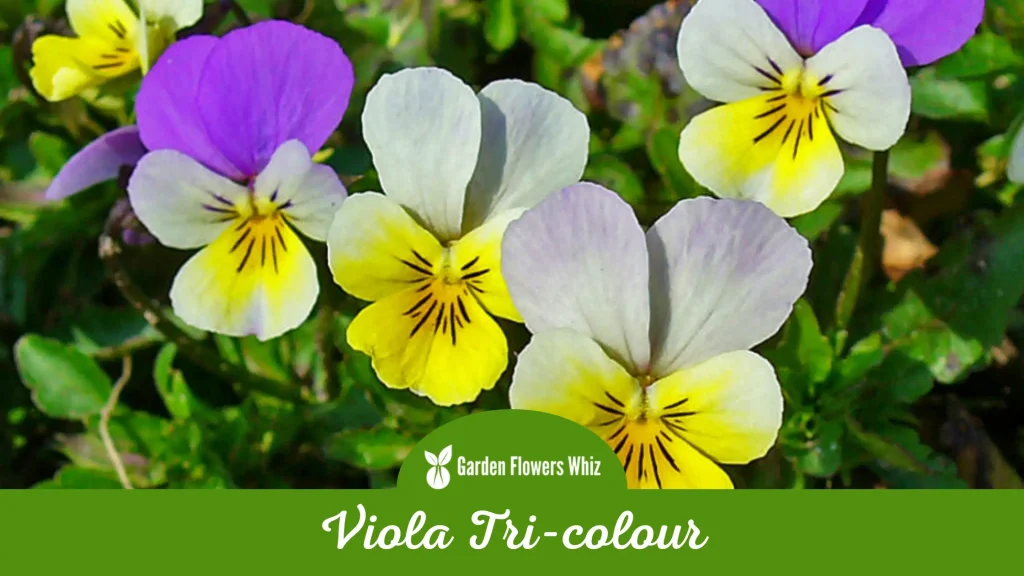 viola tri-colour flower