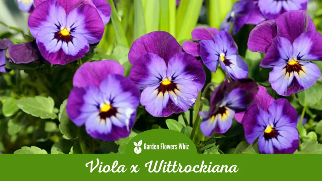 viola x wittrockiana flower