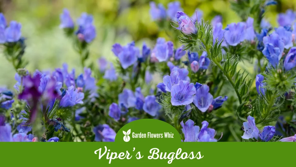 vipers bugloss flower