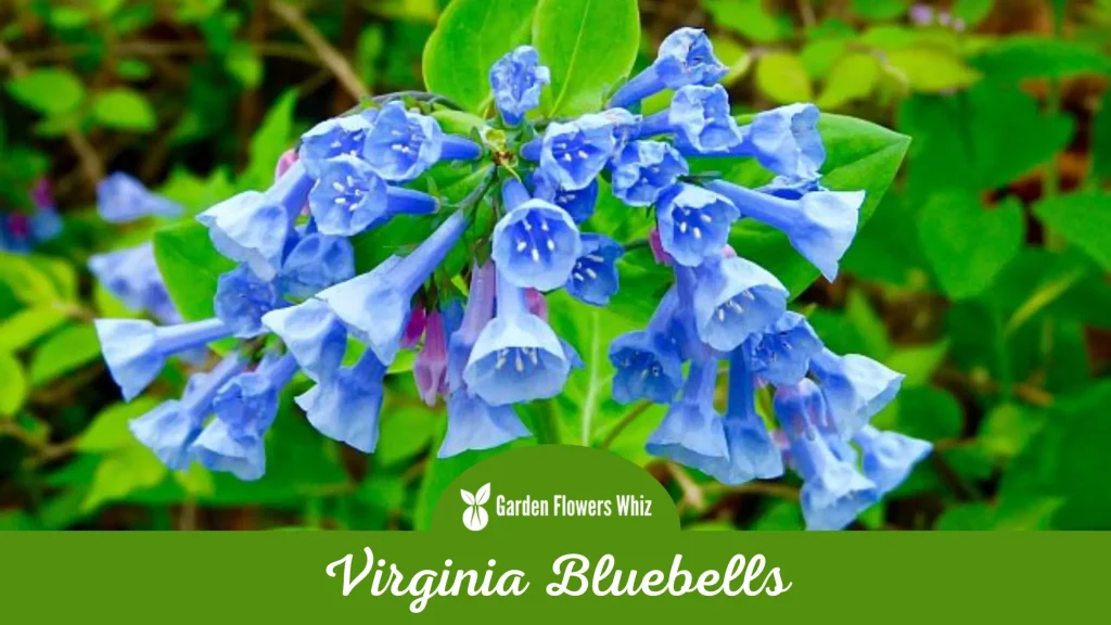 virginia bluebells flower