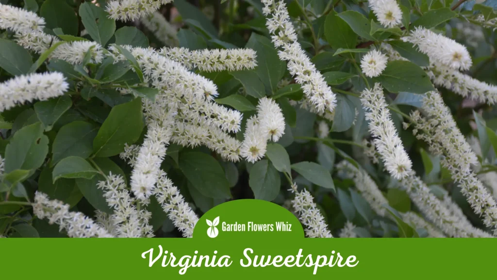 virginia sweetspire flower