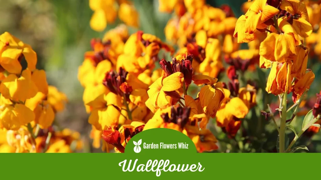 wallflower flower