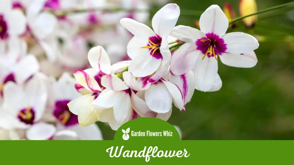 wandflower flower