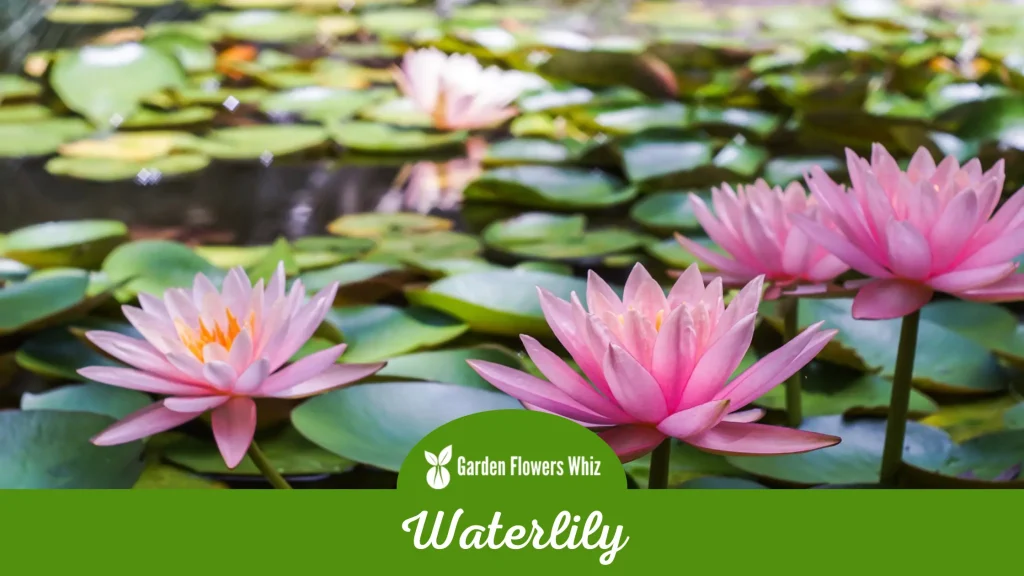 waterlily flower