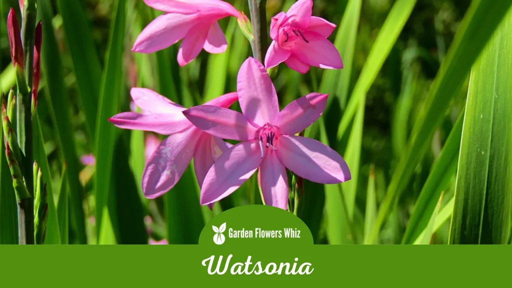 watsonia flower