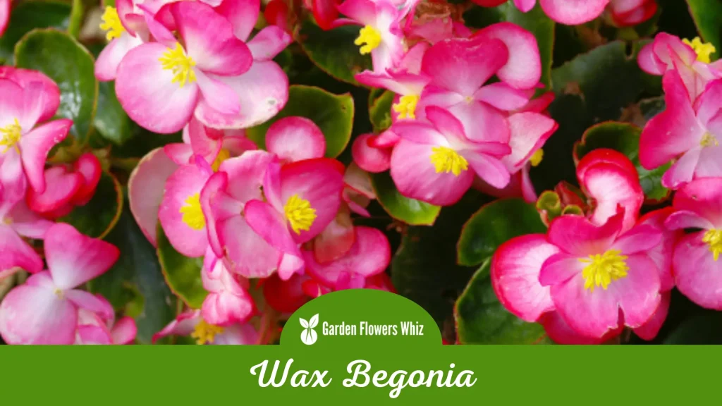 wax begonia flower
