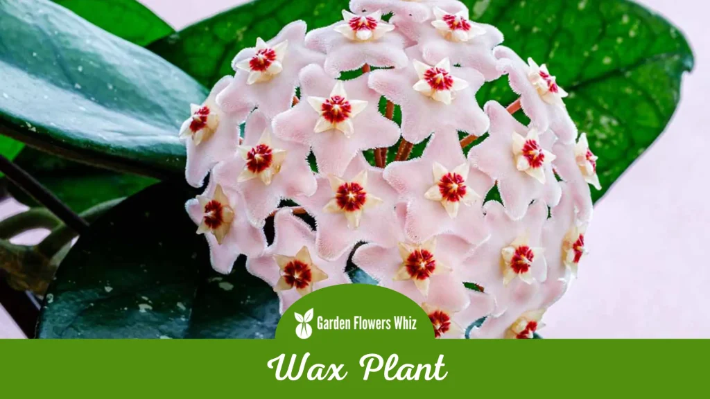 wax plant flower