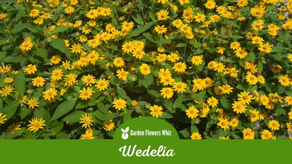 wedelia flower