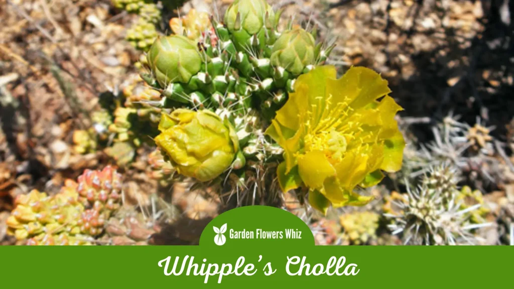 whipples cholla flower