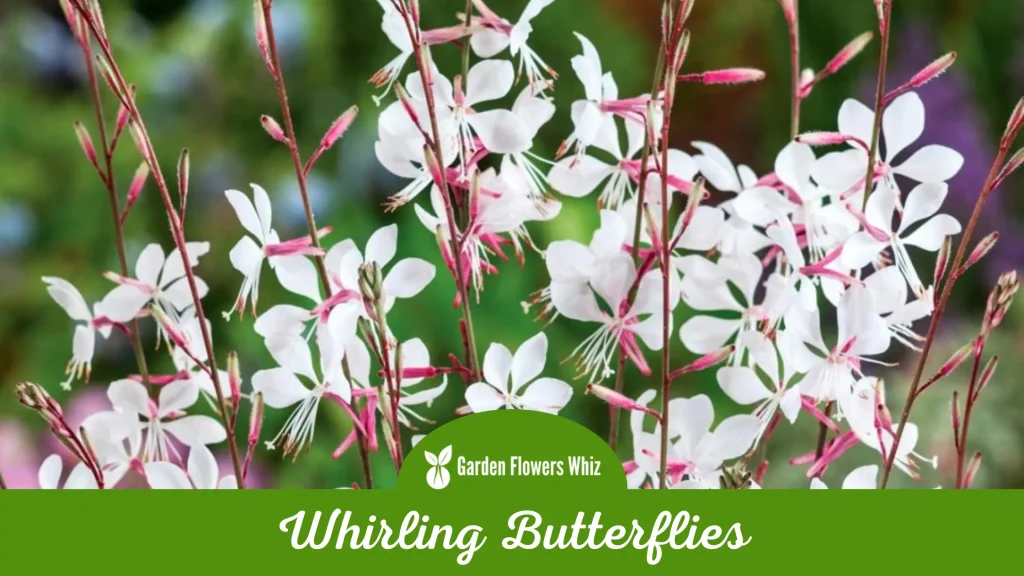 whirling butterflies flower