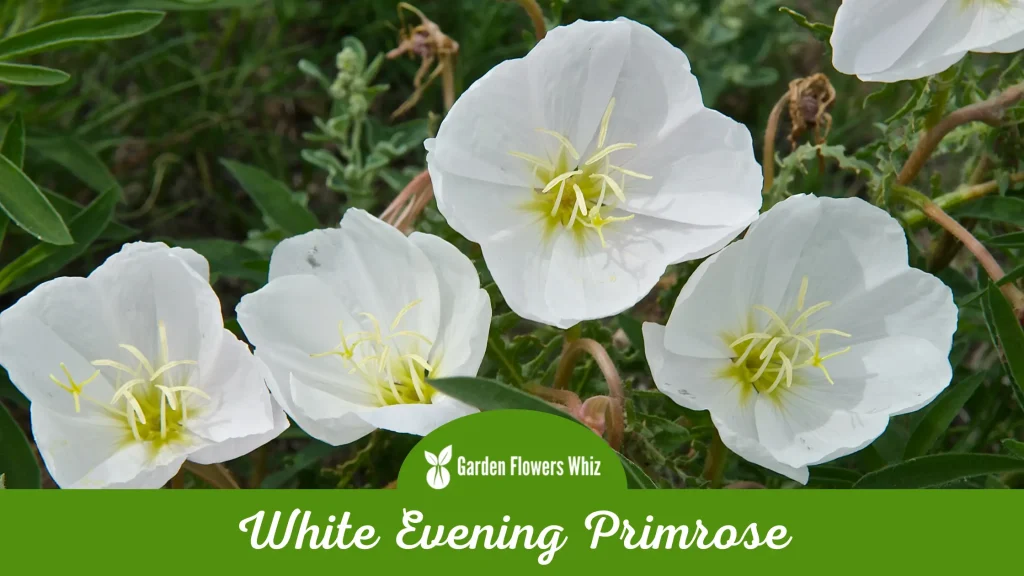 white evening primrose flower