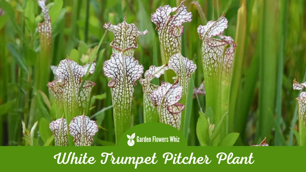 white trumpet pitcher plant flower