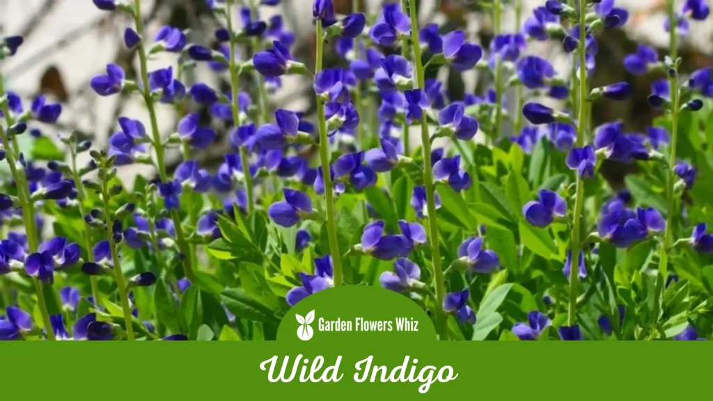 wild indigo flower