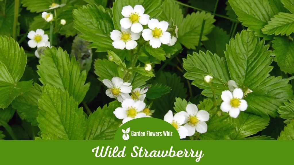 wild strawberry flower