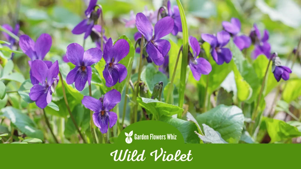 wild violet flower