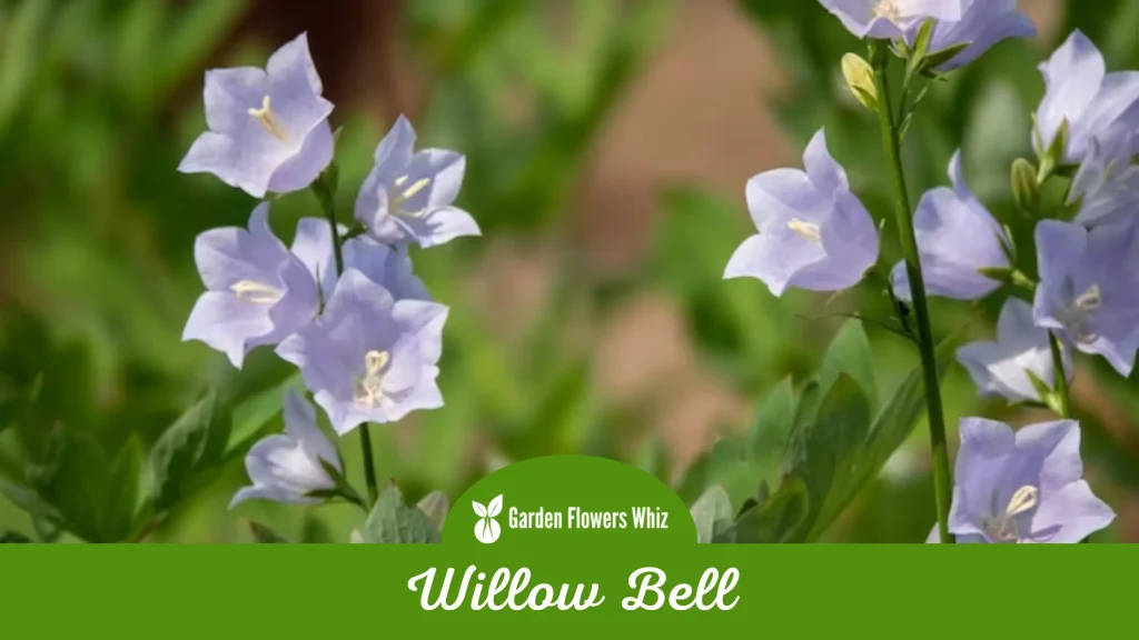 willow bell flower