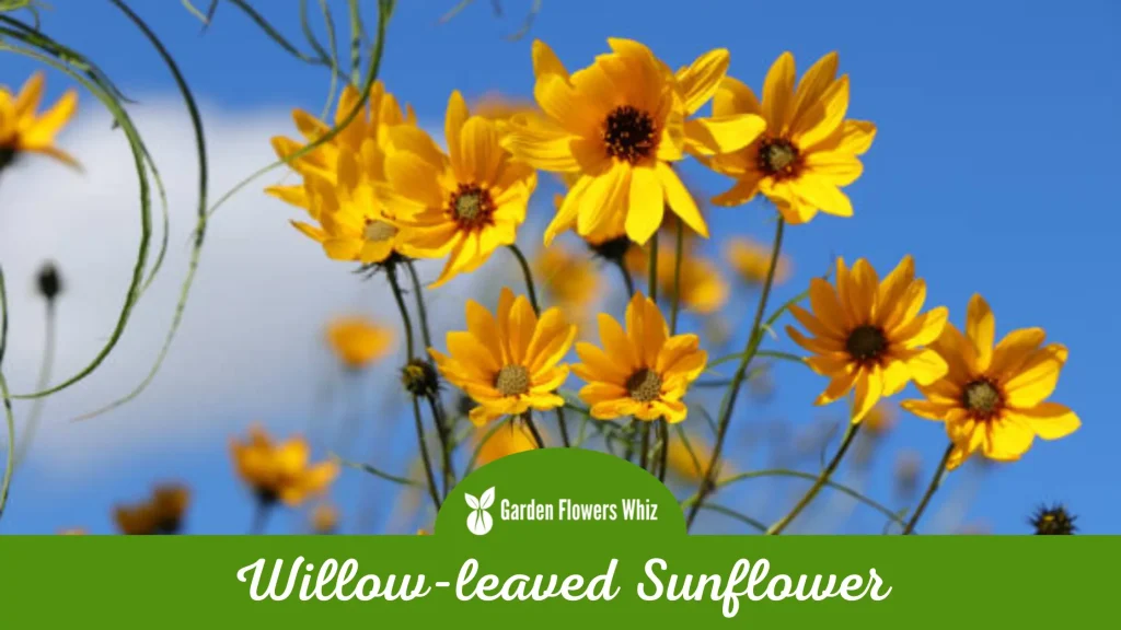 willow leaved sunflower flower