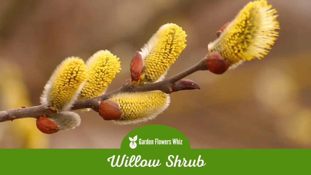 willow shrub flower
