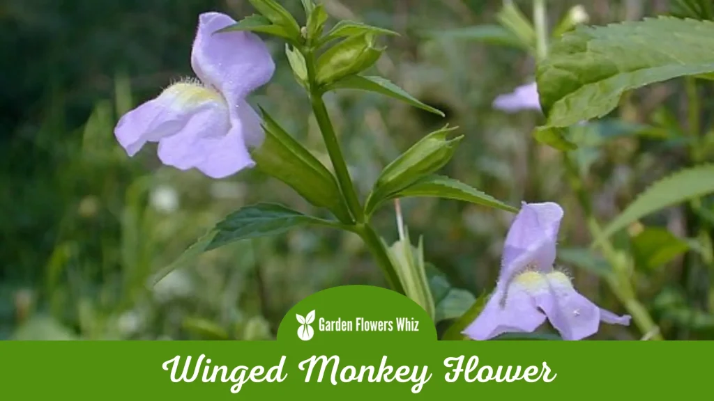winged monkey flower