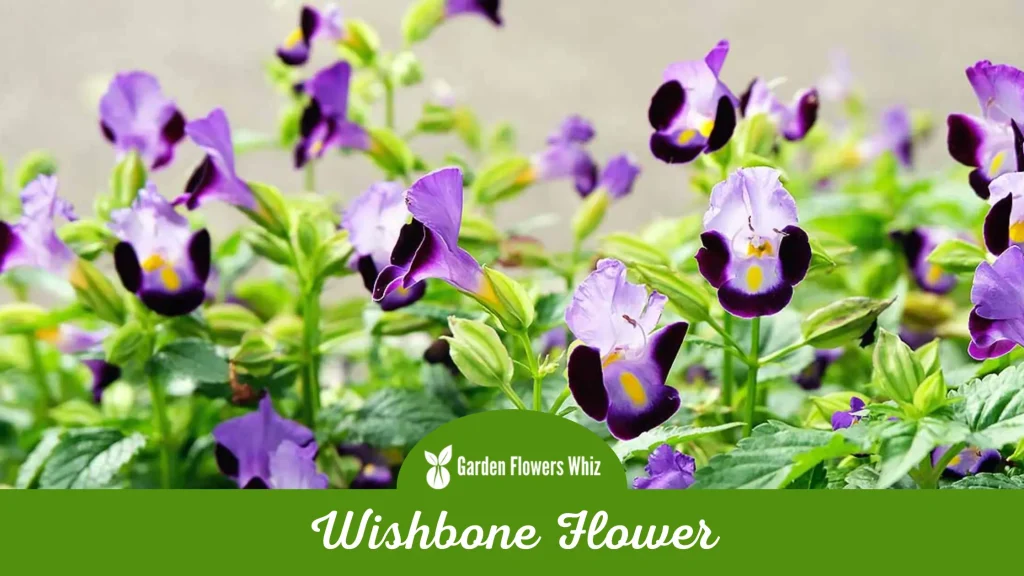 wishbone flower