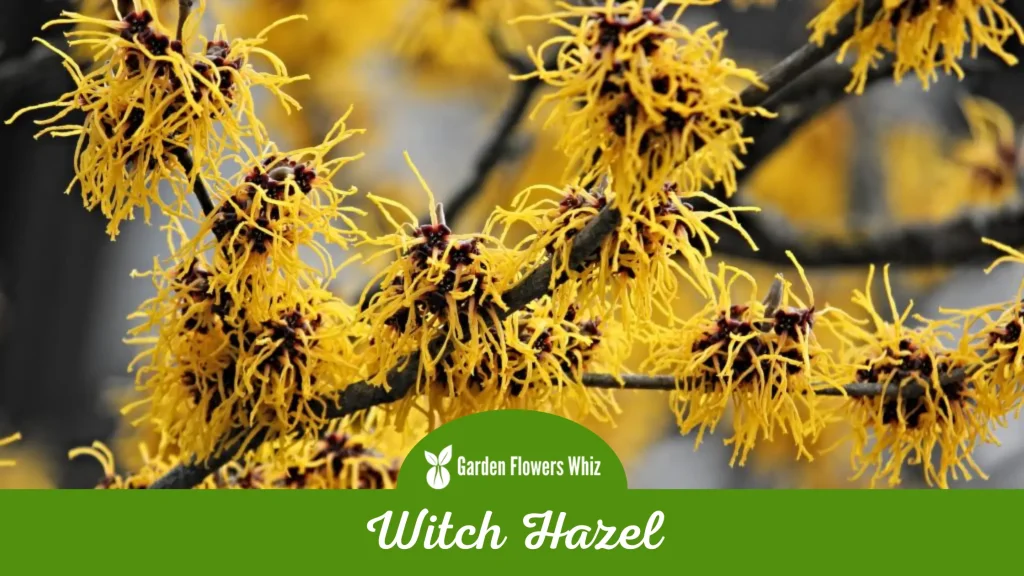 witch hazel flower