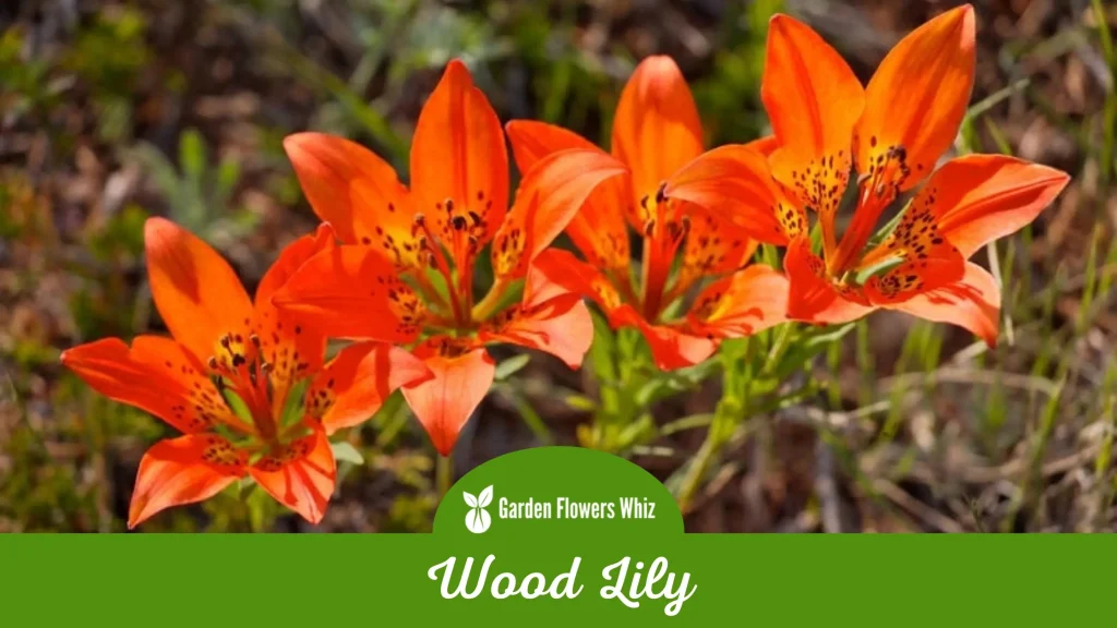 wood lily flower
