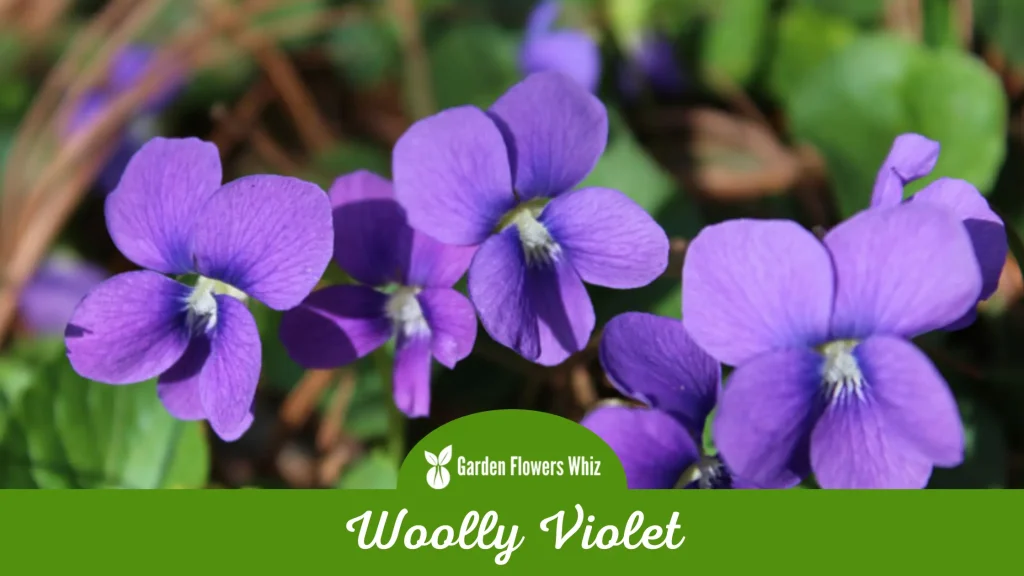 woolly violet flower