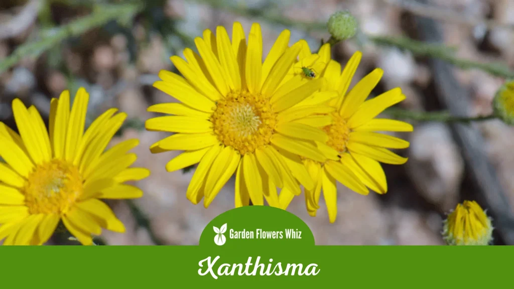 xanthisma flower