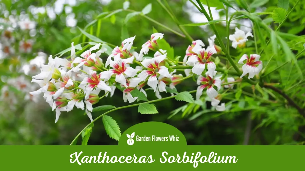 xanthoceras sorbifolium flower
