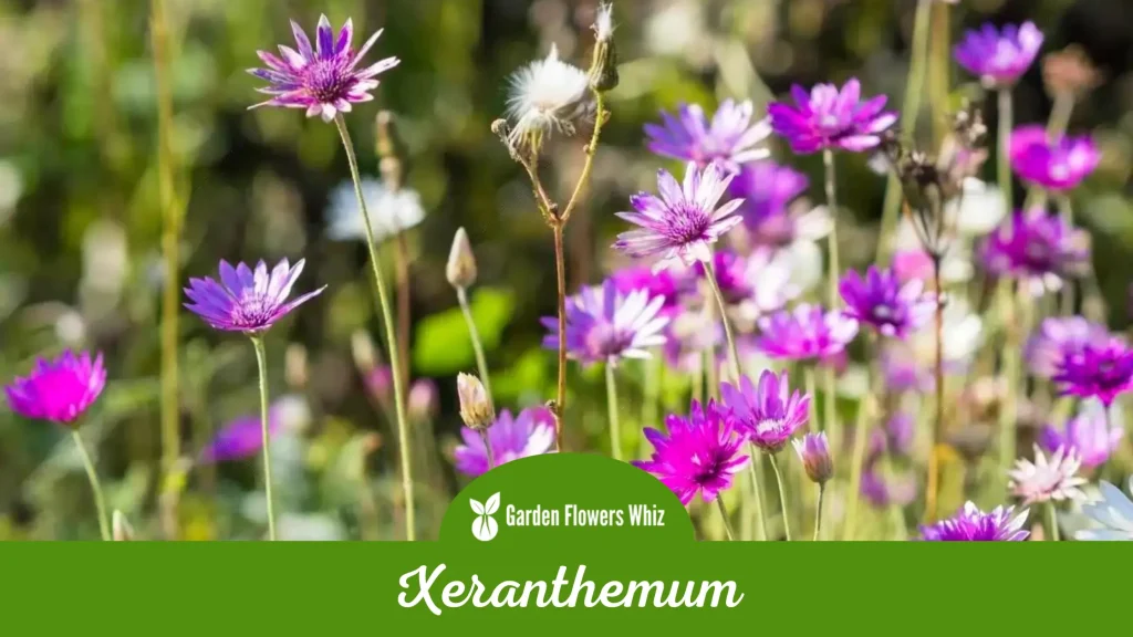 xeranthemum flower