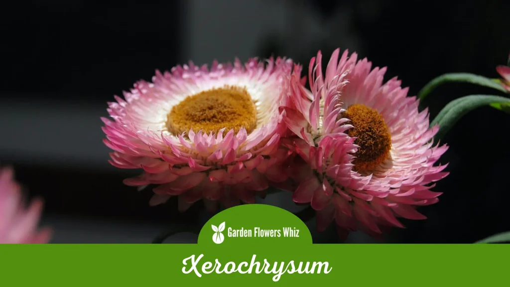 xerochrysum flower