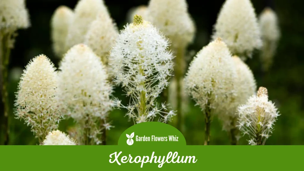 xerophyllum flower