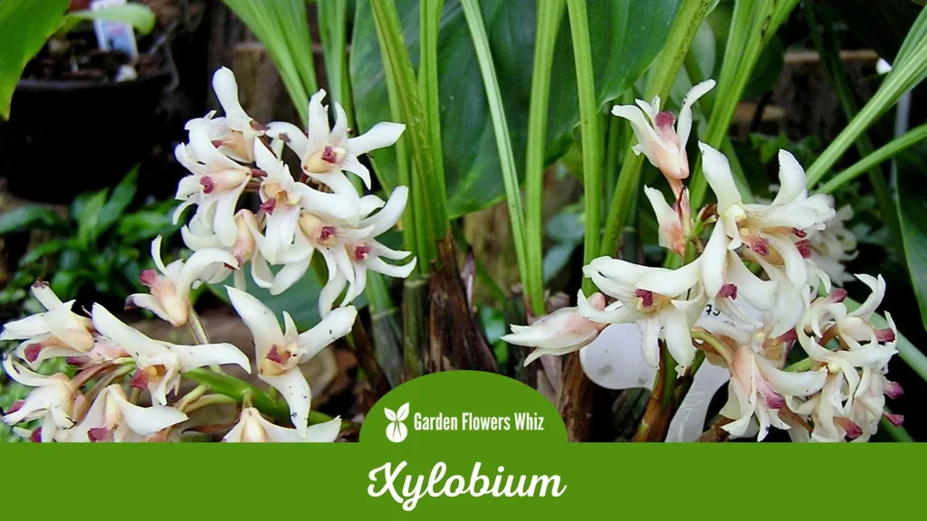 xylobium flower