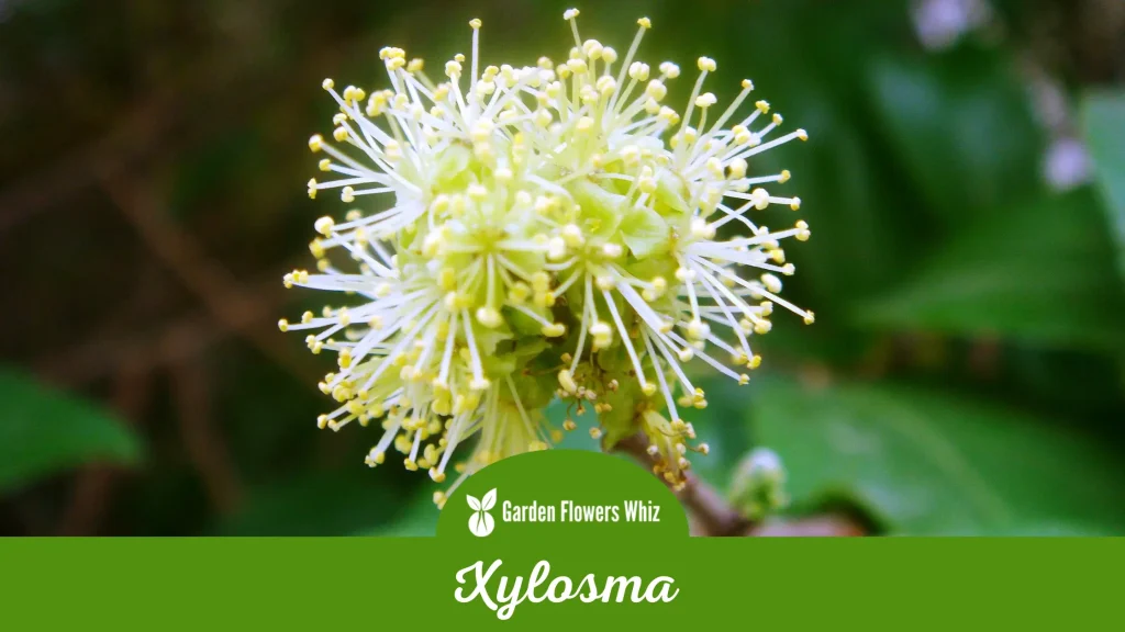 xylosma flower