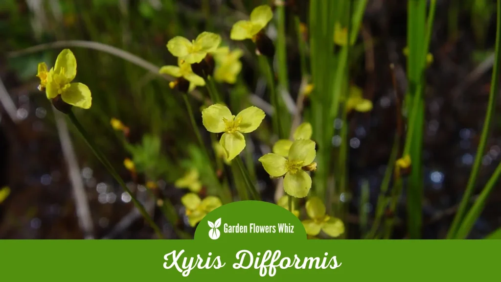 xyris difformis flower