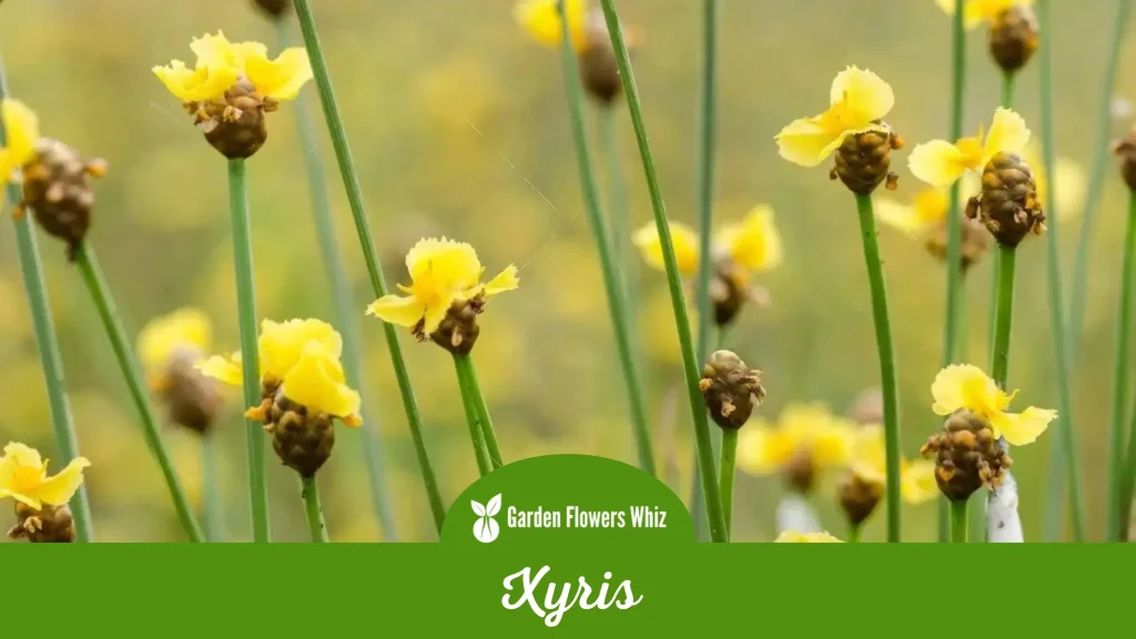 xyris flower
