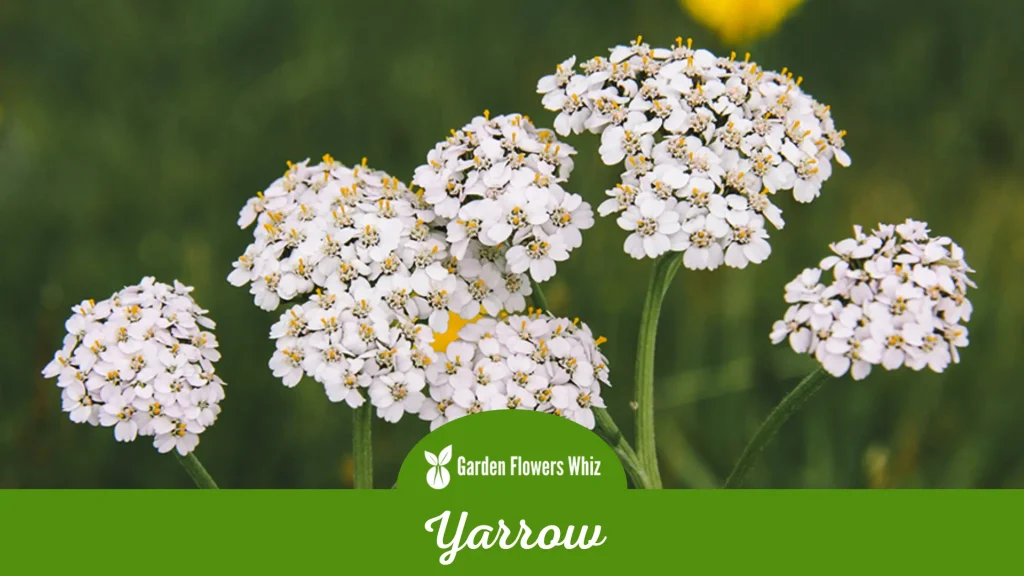 yarrow flower