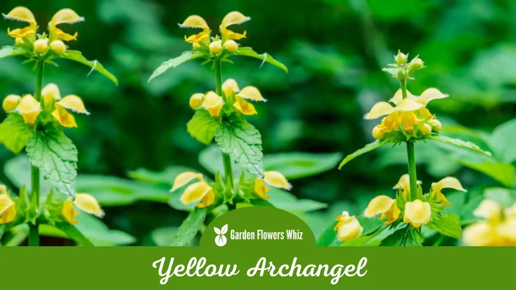 yellow archangel flower