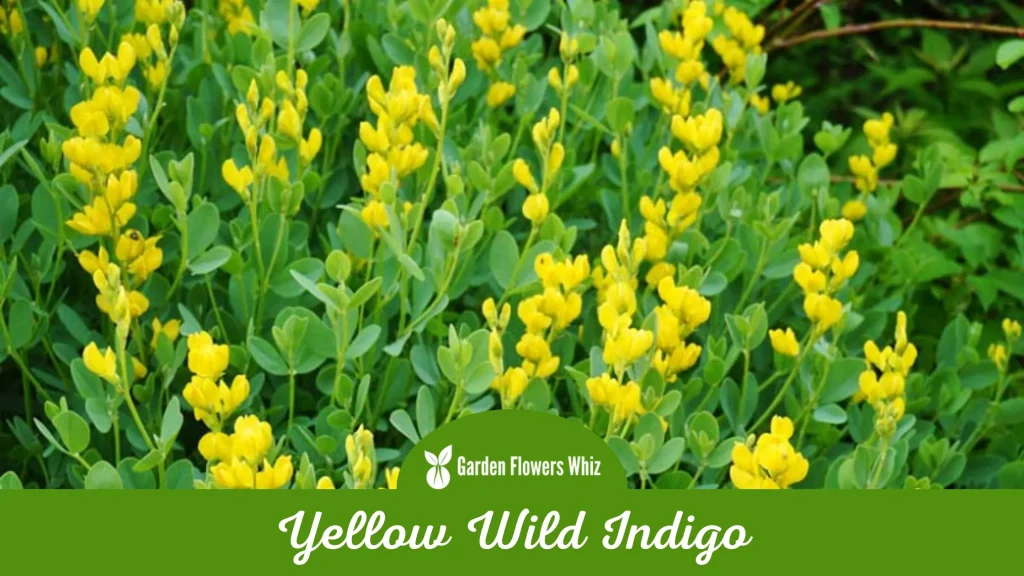 yellow wild indigo flower